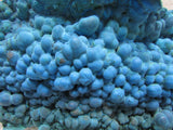 Chrysocolla/ Malachite