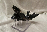 Azurite - Bisbeeborn - 3