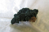African Malachite - Bisbeeborn - 3