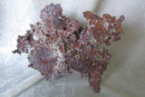 Copper - SOLD - Bisbeeborn - 3
