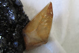 Calcite - Bisbeeborn - 6