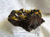 Wulfenite - Bisbeeborn - 1
